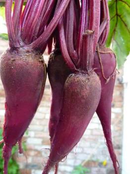 Cylindra beetroot