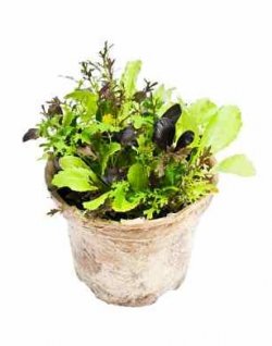lettuce microgreens in pot