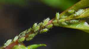 aphid on plant tip