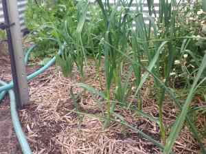 garlic crop