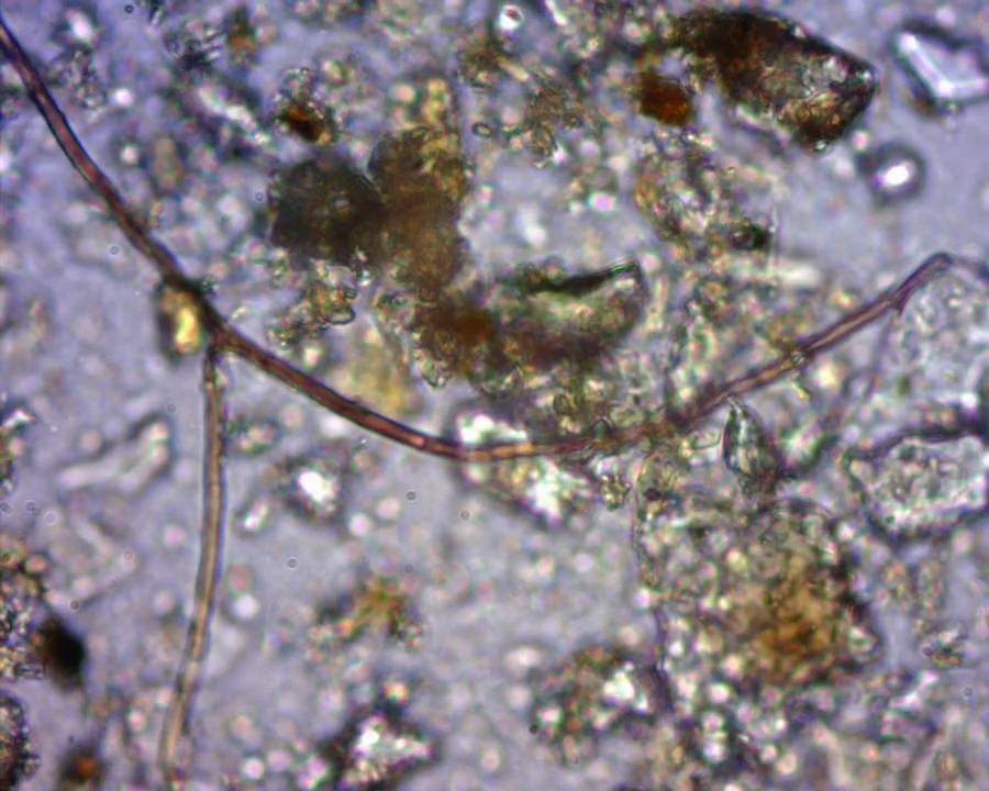 microscopic soil