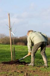 bare rooted tree planting