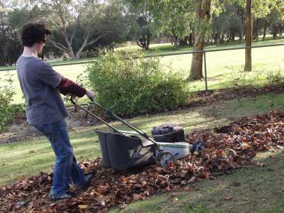 mowing leaves