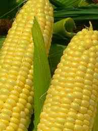 corn ears