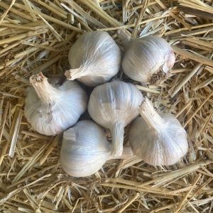 Garlic Organically Grown