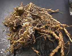 root knot nematode